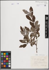 Foto von Salix cinerea L.